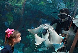 Diver with stingrays.