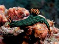 en:Nembrotha nigerrima