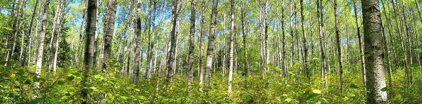 Panorama af canadisk poppel på Loon Island stien i Riding Mountain National Park, Manitoba, Canada.