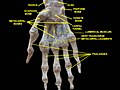 Wrist joint, deep dissection. Anterior palmar view.