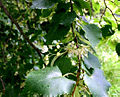 Tilia cordata