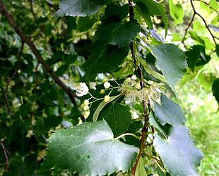 Småbladet lind (Tilia cordata): Blomstrende gren