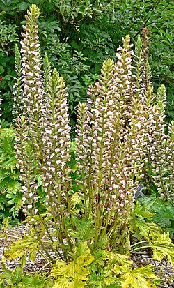 Acanthus molis