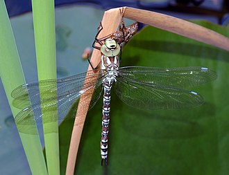 藍晏蜓（Aeshna cyanea）