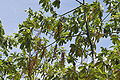 Tree with fruits in Hyderabad, India.