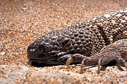 Mexican beaded lizard.