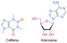 Two skeletal formulas: left – caffeine, right – adenosine.