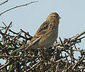 Sárgacsőrű kenderike (Carduelis flavirostris)