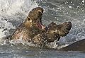 en:Sexual_selection, en:Elephant_seal, en:Alpha (ethology), ...