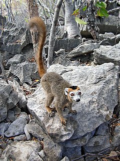 Description de l'image Eulemur coronatus Madagascar 16-07-2004.JPG.