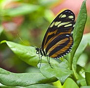 Heliconius ismenius, Jardín Botánico de Múnich, Alemania, 2013-01-27, DD 02