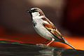 House sparrow (Passer domesticus)