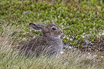 Thumbnail for Mountain hare