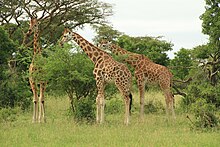 Ĝirafoj en Murchison Falls National Park (en), Ugando