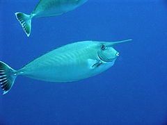 En la isla de Bunaken, Sulawesi, Indonesia