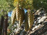 Pinus lambertiana