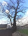 Poleradský jilm památný strom