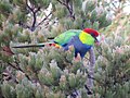 Thumbnail for Red-capped parrot