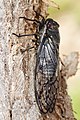 Psaltoda moerens (Red Eye Cicada), by Fir0002