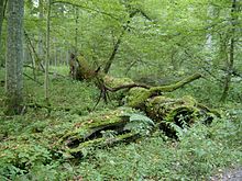 2005-09 Białowieski Park Narodowy 2.jpg