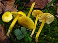 Hygrocybe chlorophana