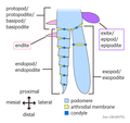 Image 10Generalized arthropod biramous limb. Trueman proposed that an endite and an exite fused to form a wing. (from Insect flight)