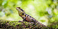 Australian eastern water dragon basking in the sun at Blue Mountains (New South Wales)