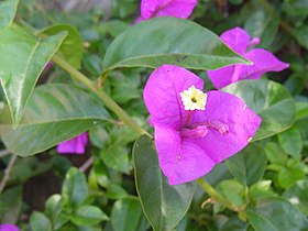 Bougainvillea sp.