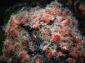 Corynactis californica found on docks and pilings in the intertidal zones