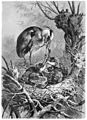 Die Gartenlaube (1877) b 623.jpg Fischreiher im Neste. Originalzeichnung von F. Specht