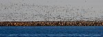 Stora flockar av Gråtrut (överst) och Grågås gör ett uppflog från södra vågbrytaren i Ystad.