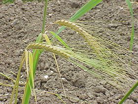 Hordeum distichon