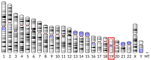 Chromosomate 19 locatum