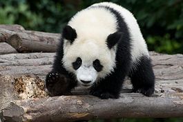 Reuzenpanda (tot 2016 EN, sindsdien VU)