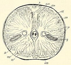 後体の断面図 dd: 消化腺、g: 生殖腺、h: 心臓、md: 中腸、tr: 気管