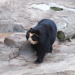 Brillebjørn i Tennōji Zoo, Osaka