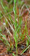 Striga densiflora in Hyderabad