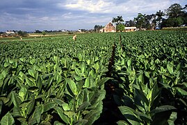 Ferme de Tabac à Pinar del Rio