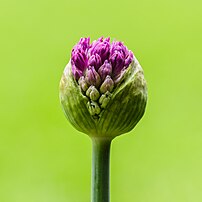 Éclosion de l'ombelle d'un ail du cultivar 'Purple Sensation', encore enveloppée de sa spathe. (définition réelle 3 386 × 3 386)