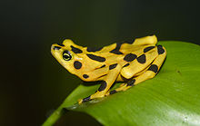 Grenouille jaune marquée de noir, vue de profil, tournée vers la gauche et posée sur une large feuille