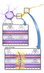 Action potential.