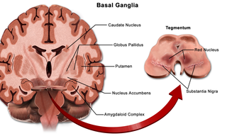 Basal ganglia.