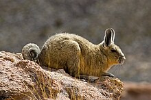 Viscache des montagnes (Lagidium viscacia)