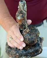 A small cannonball and holder for a grapeshot recovered from the CSS Georgia in 2015