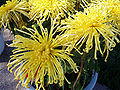 9 septembre 2011 Au Japon, c'est la fête des chrysanthèmes[réf. nécessaire], c'est le symbole de la famille impériale et on en trouve un