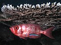 Image 28Cleaner wrasse signals its cleaning services to a big eye squirrelfish (from Animal coloration)