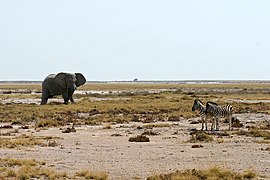 Un elefante e dúas cebras en Etosha