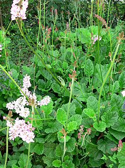 Eräs neidonkranssilaji (Francoa ramosa).