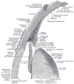 The upper half of a sagittal section through the front of the eyeball (posterior chamber of eye labeled at center right)