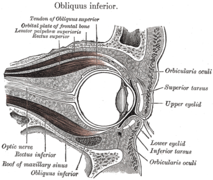 Vue sagittale de la cavité orbitale droite de l'œil.